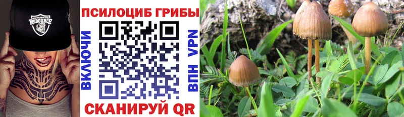 Галлюциногенные грибы MAGIC MUSHROOMS  shop наркотические препараты  Ноябрьск  как найти наркотики 